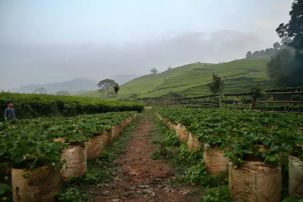 Lush green vegetable field at sunrise