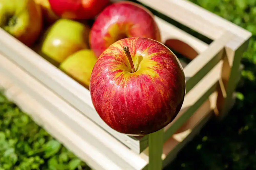Wooden crate overflowing with freshly picked apples