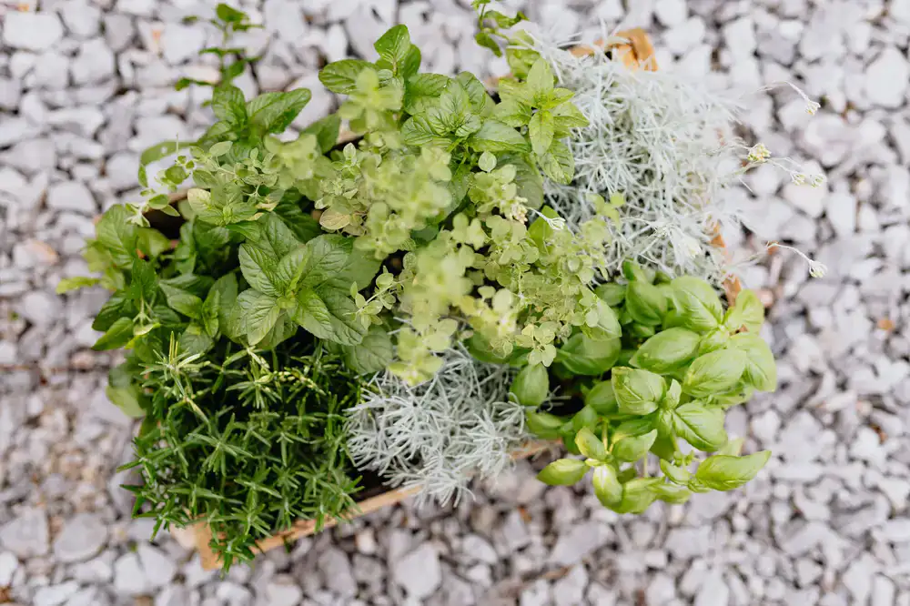Wooden crate full of fresh leafy greens