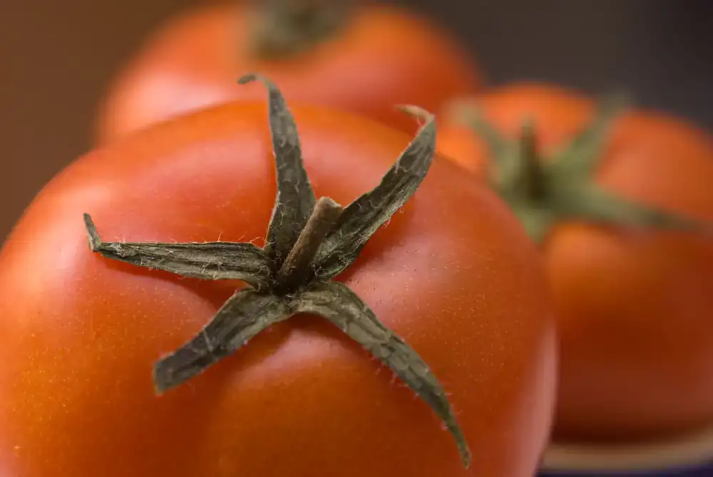 Close up of ripe red tomatoes