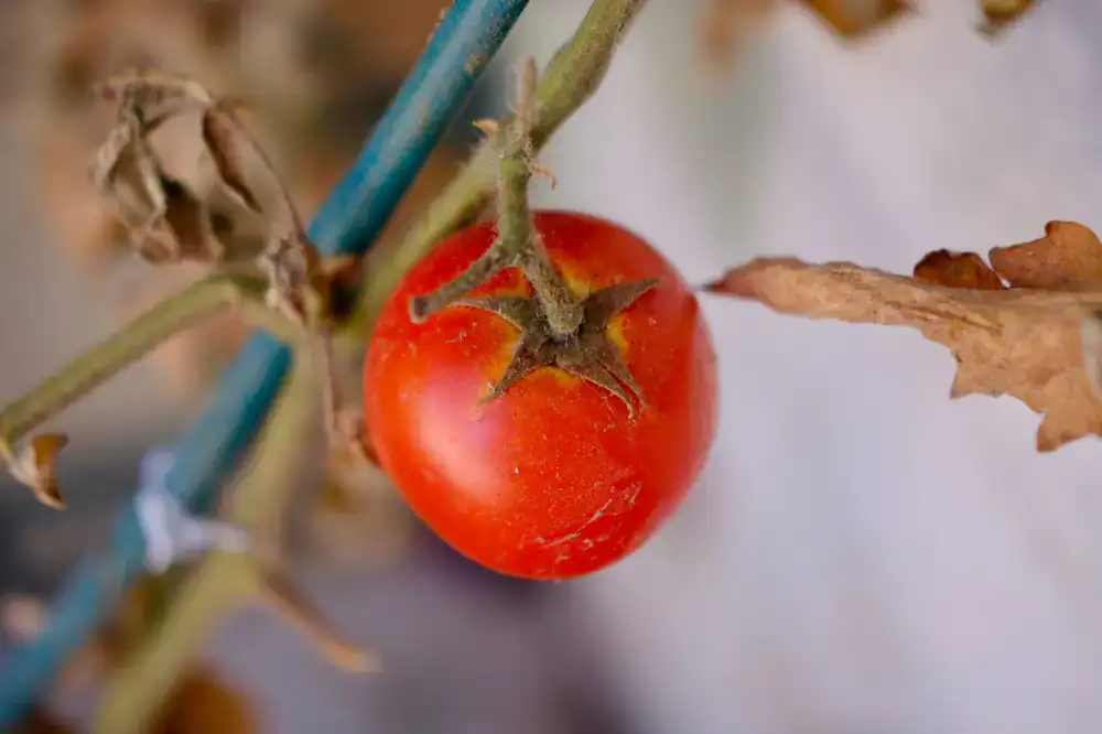 Ripe red tomatoes growing on the vine